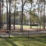 forest lined with trees